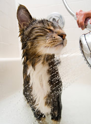 Meeow Chicago Mobile Cat Spa