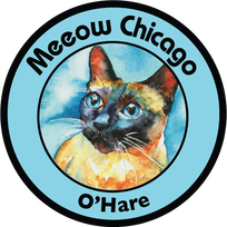 Meeow Chicago Cat Grooming
